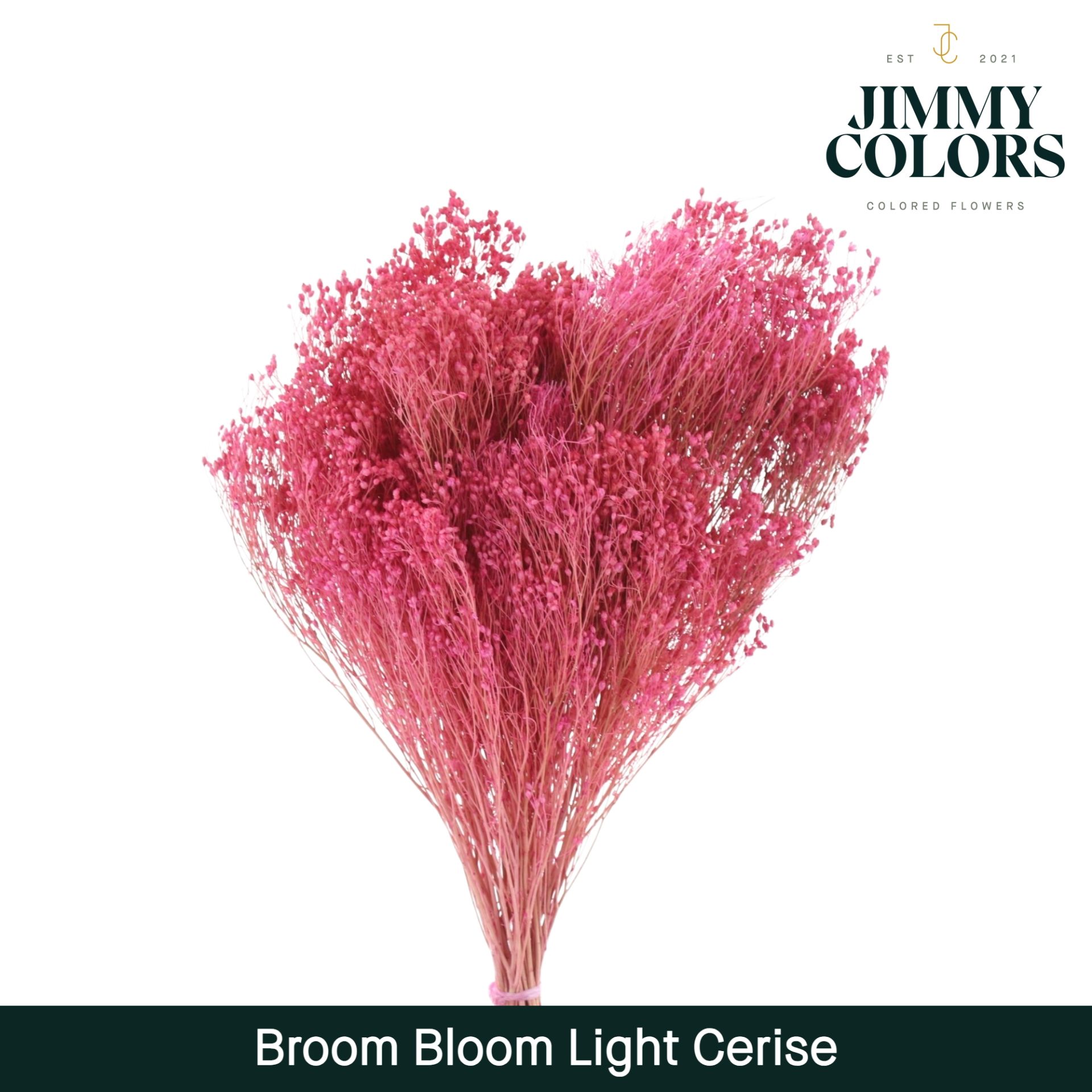 Broom Bloom Light Cerise