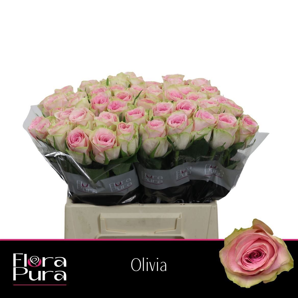 R Gr Olivia