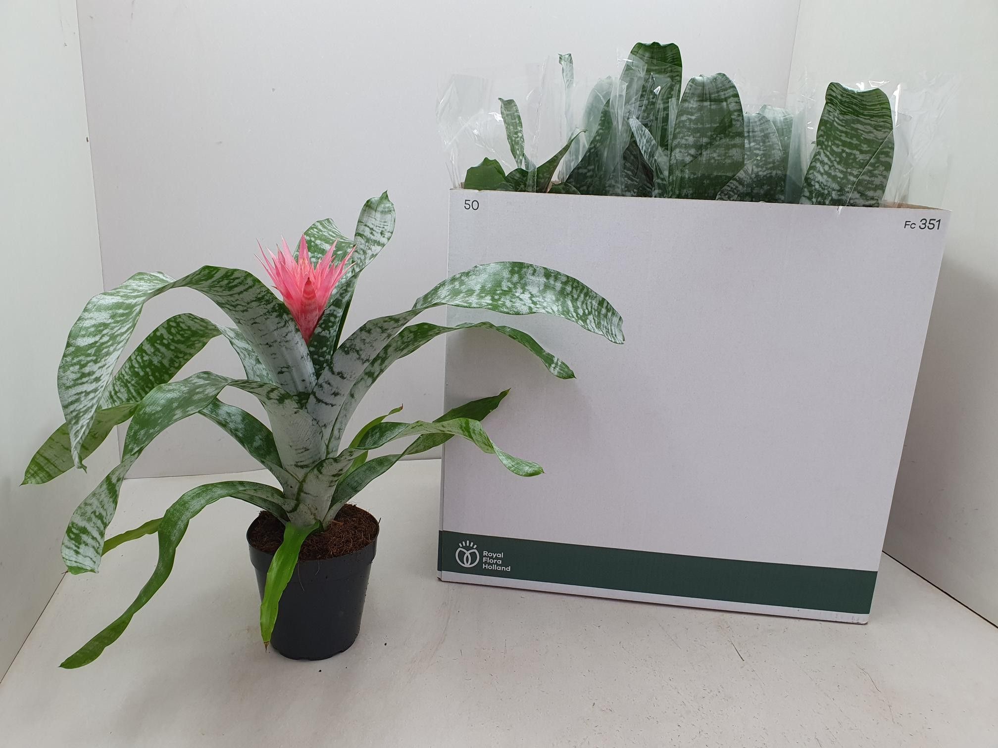 Aechmea fasciata 'Primera' - Kokerbromelia