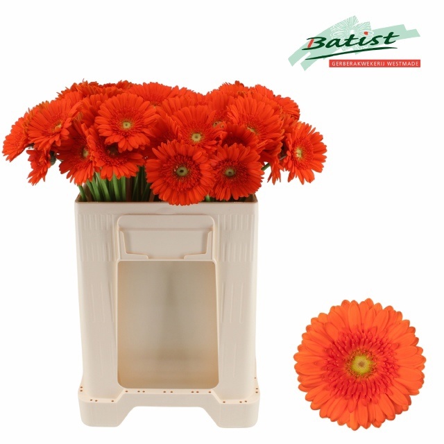 Gerbera Mini Henry