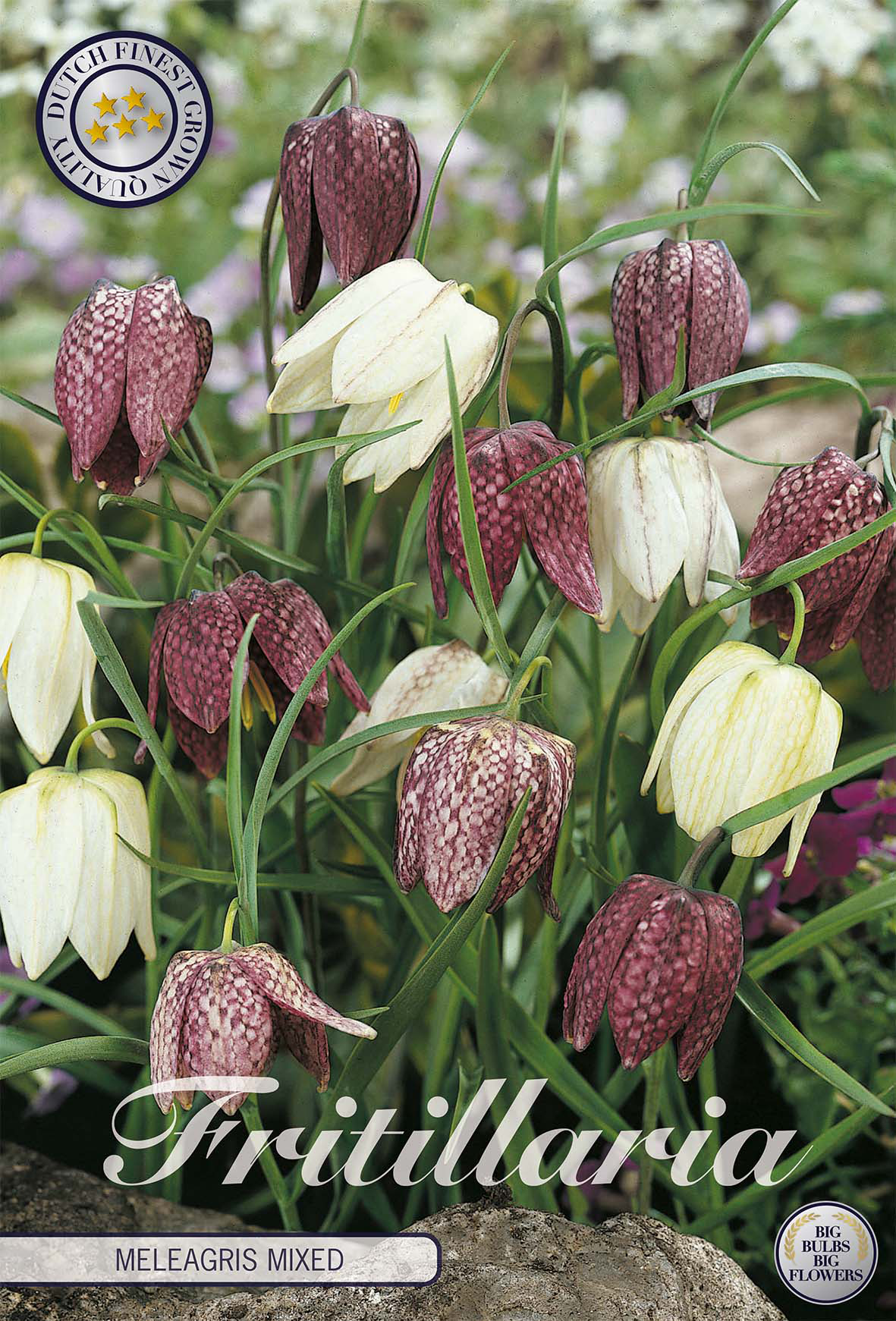 Fritillaria Bol