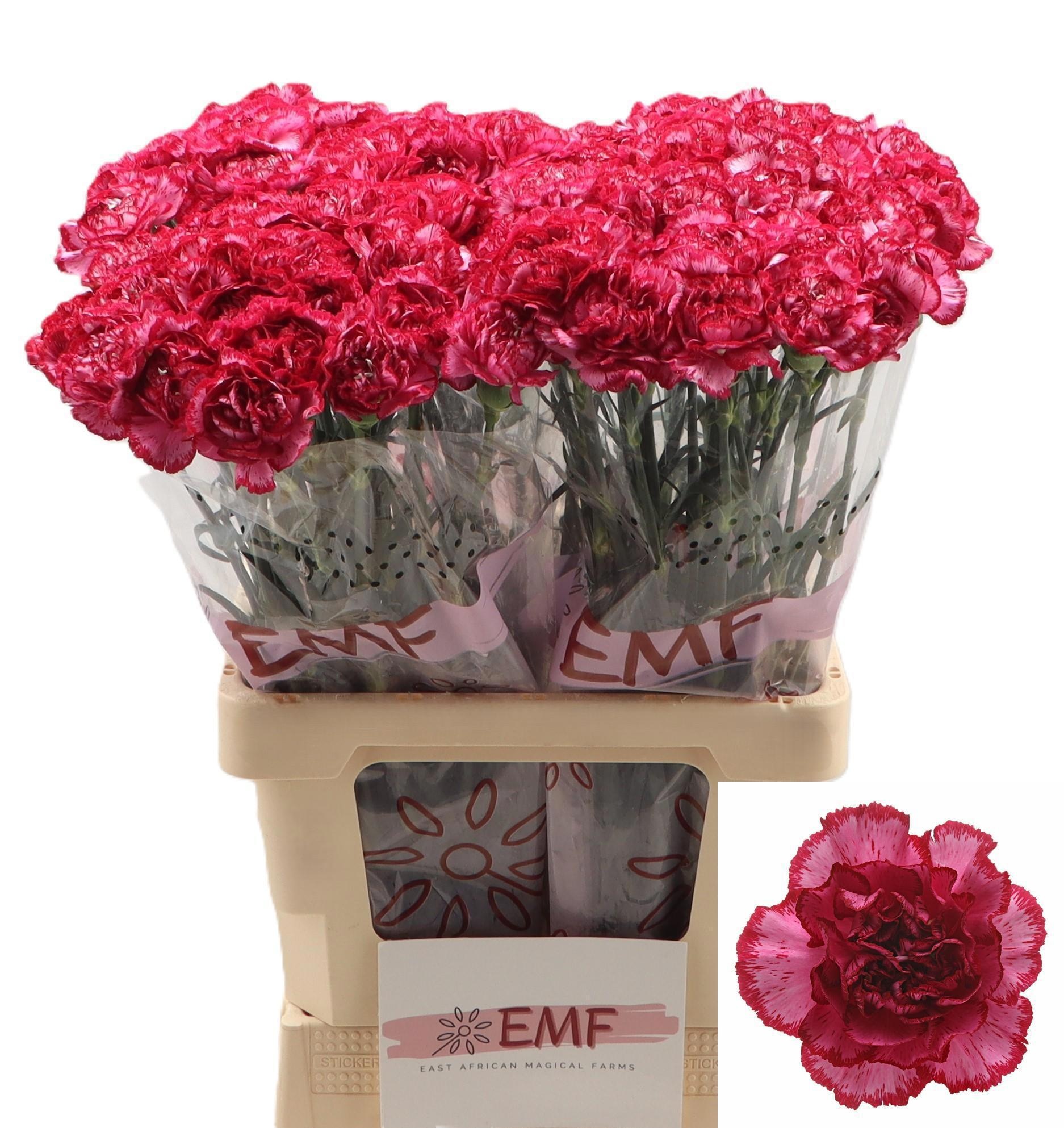 Dianthus St Bacarat Purple 60cm