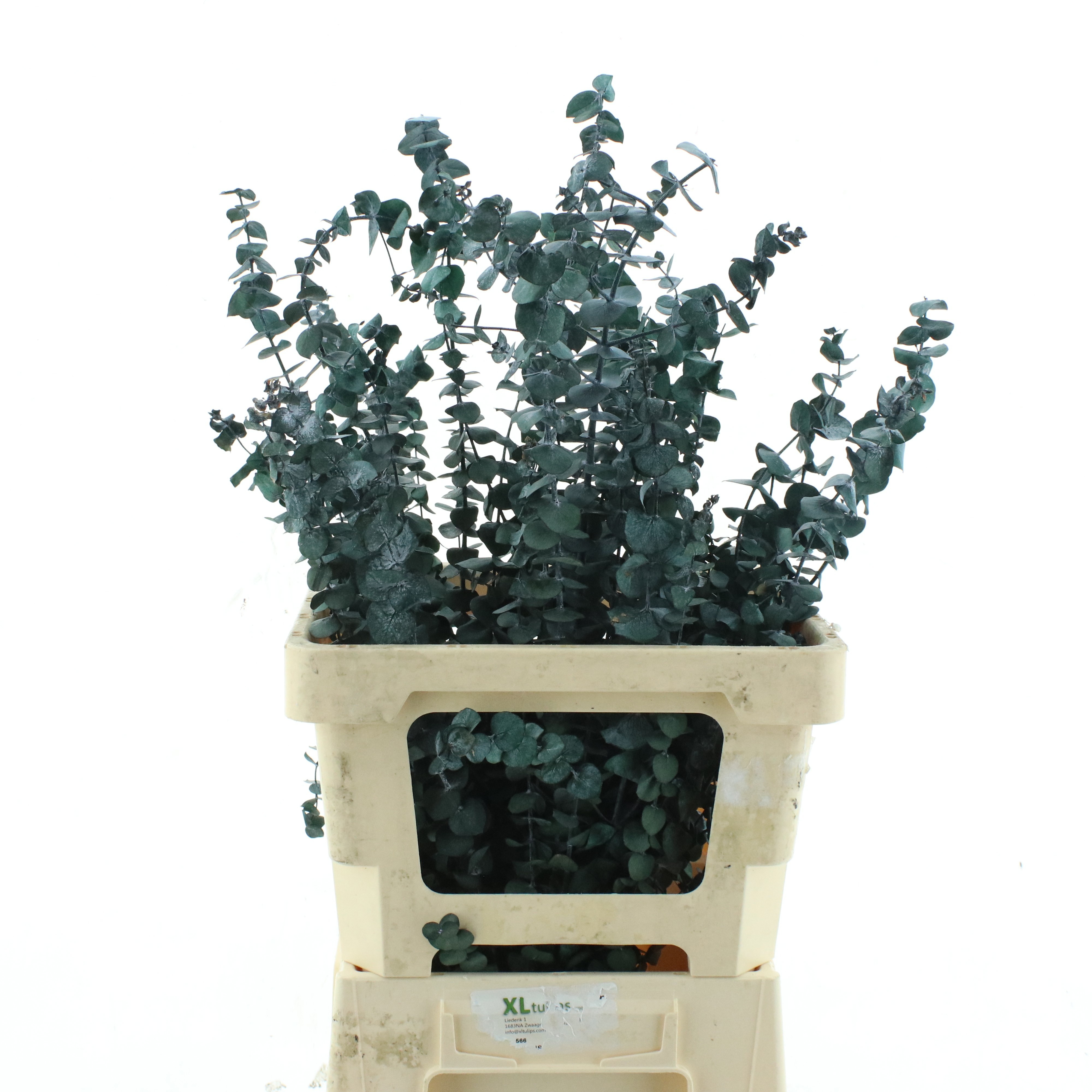 Decogroen Groot Blad