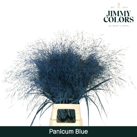 Panicum L90 Blue