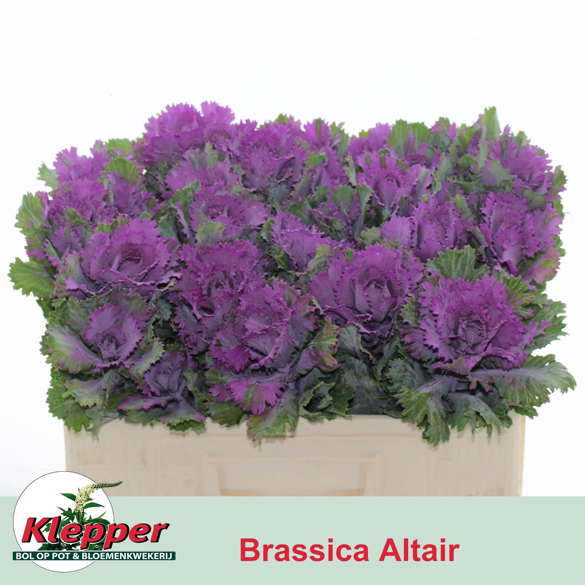 Brass Altair 50cm