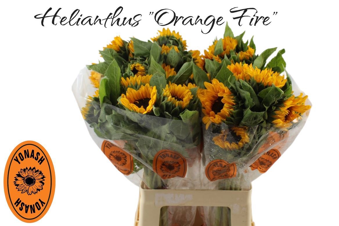 Helian An Orange Fir 60cm
