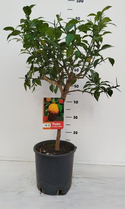 citrus yuzu