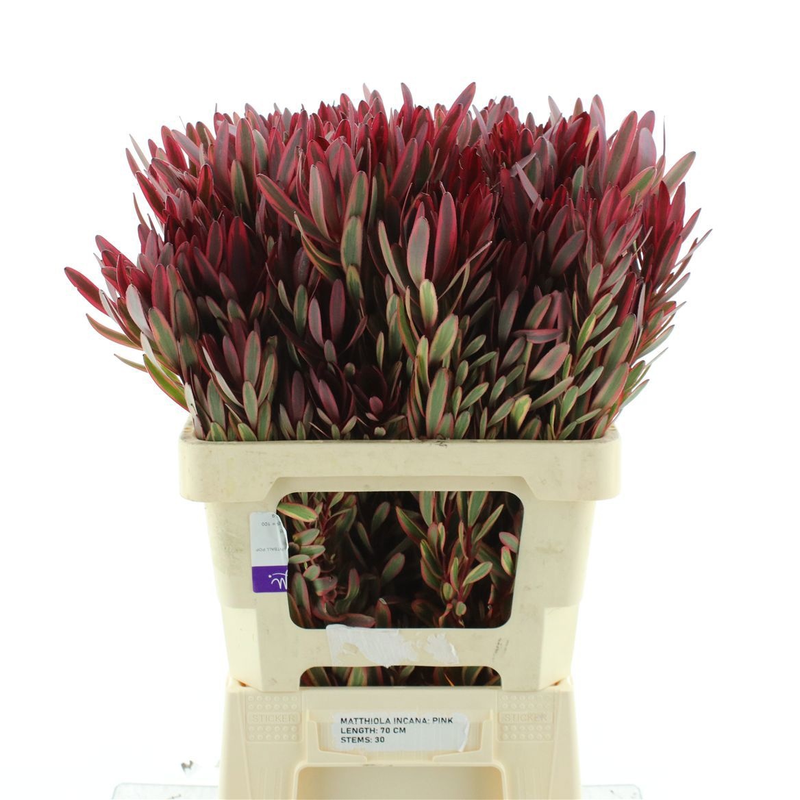 Leucadendron Jester 60cm
