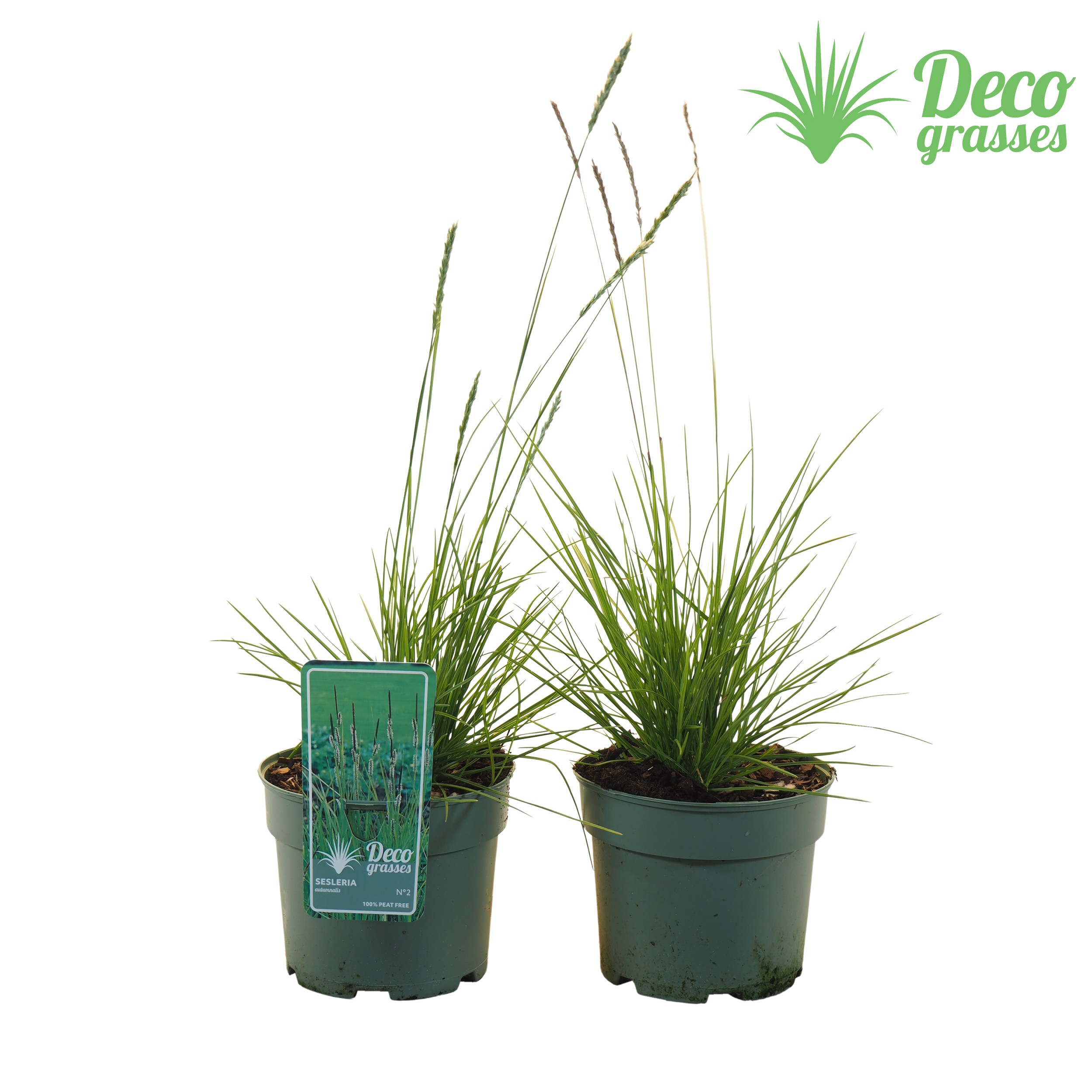 Picture of Sesleria autumnalis ( PEAT FREE ) P19 (3 Ltr) (LOOSE)