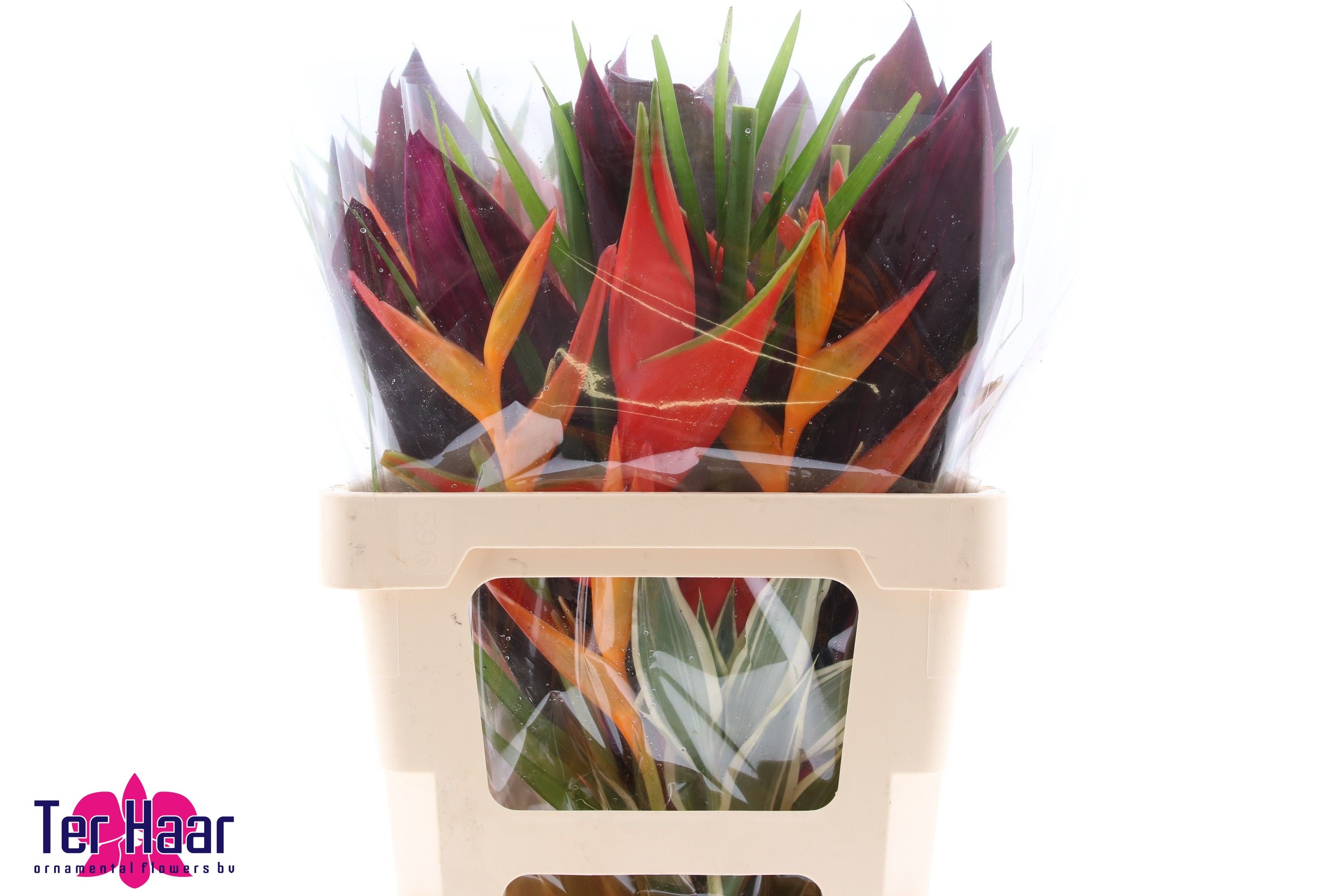 Heliconia Bouquet 60cm