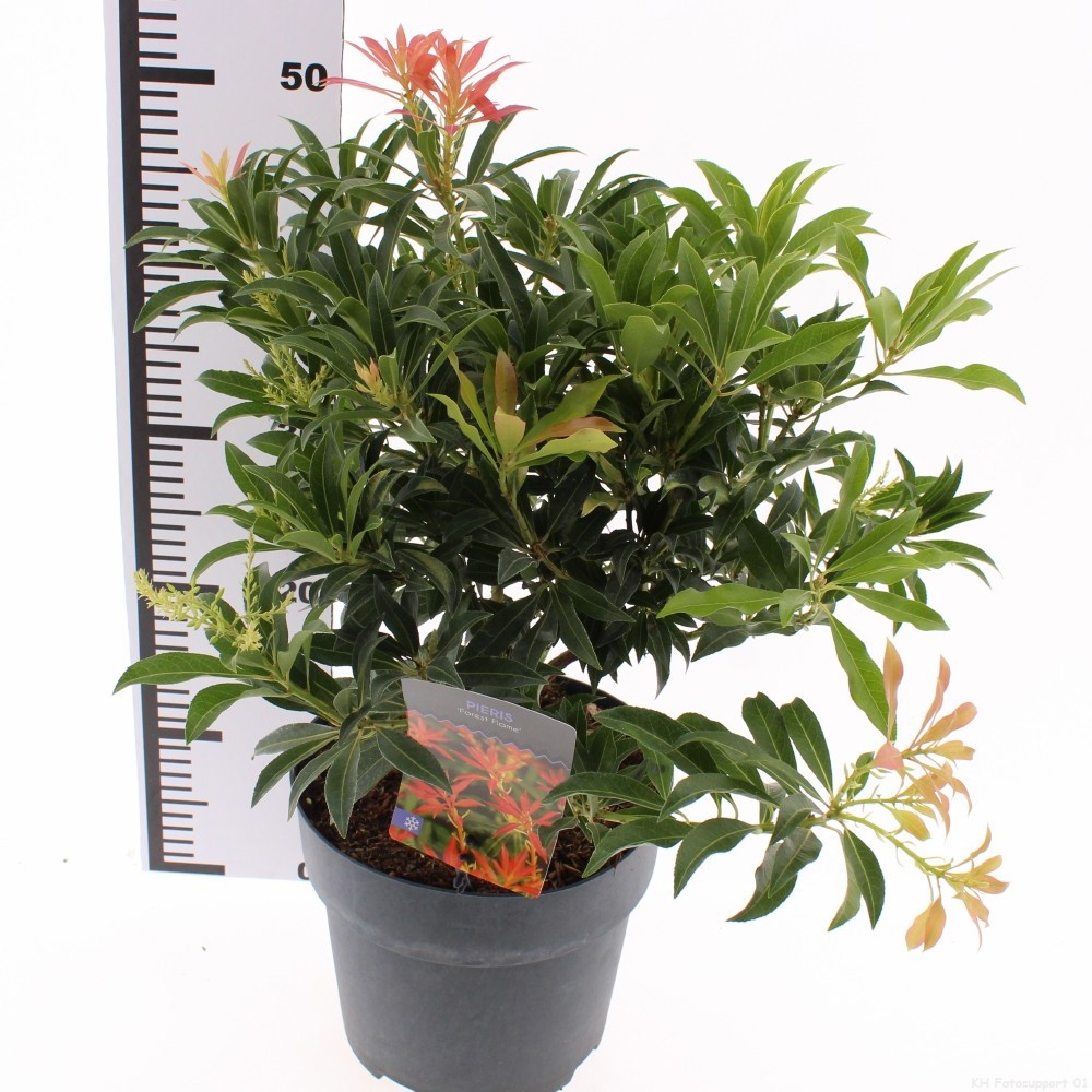 Pieris 'Forest Flame'