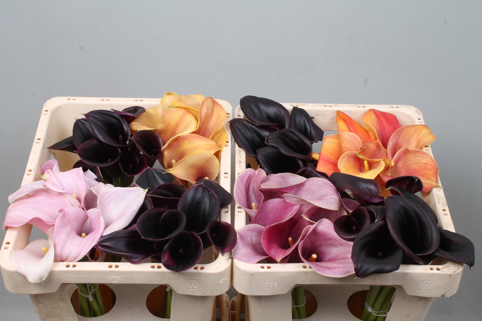 Calla Assorted 45cm