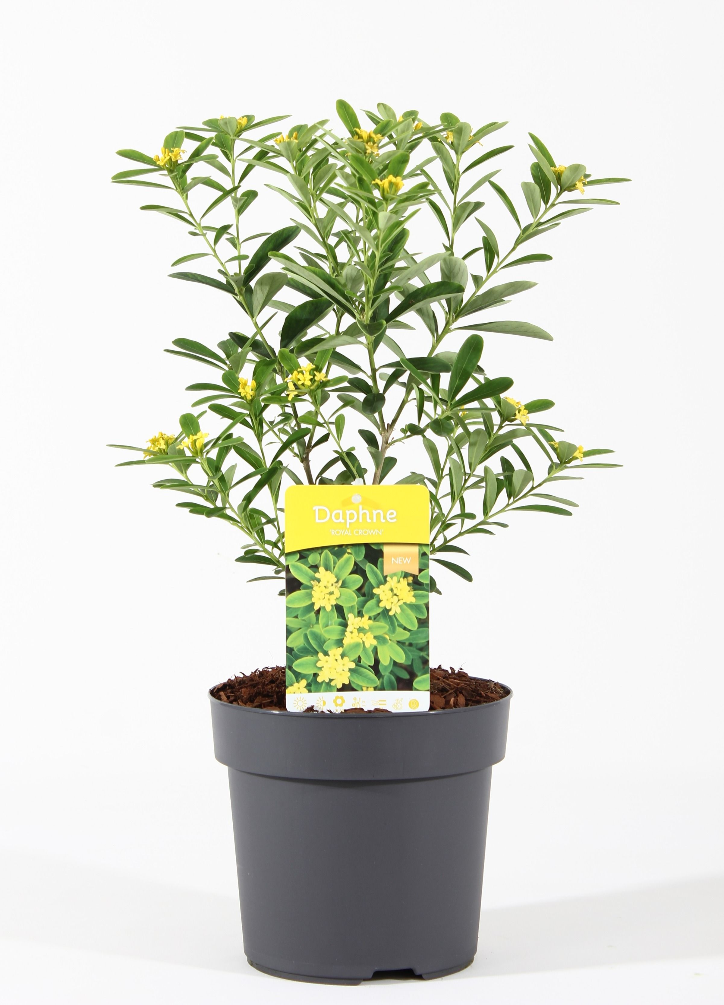 Daphne gemmata 'Royal Crown'