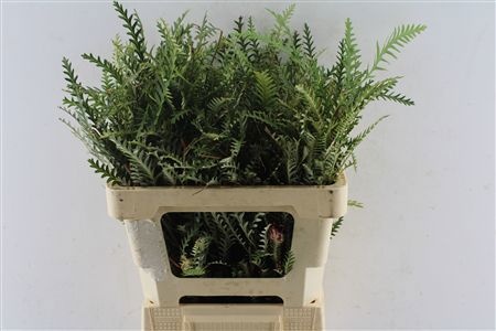Grevillea Ivanhoe Bronze 50cm