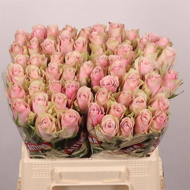 R Gr Pink Athena