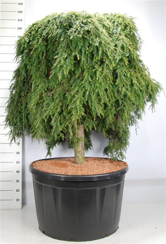 Tsuga can. 'Cole Prostrate'