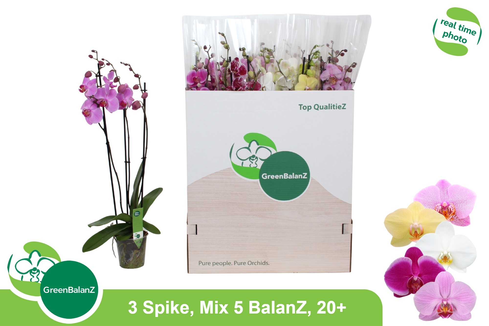 Phal Gem 5 Kl 12P 75H 3TAK 20bloem 23bloei