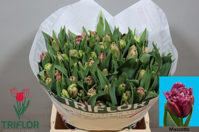 Tulipa Frilled Mascotte 40cm 40gram