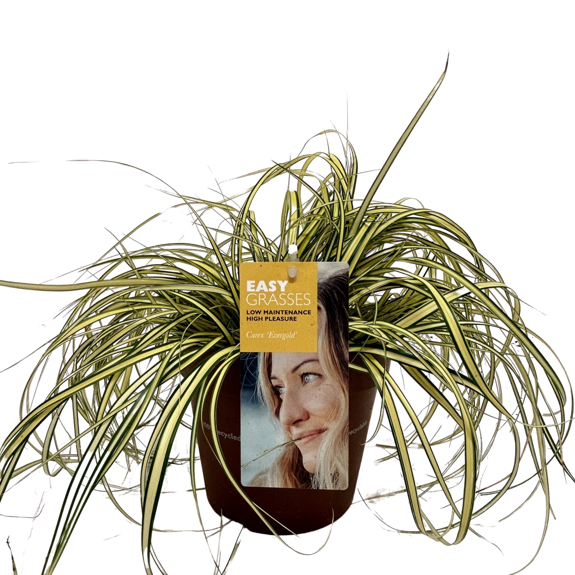 Picture of Carex oshimensis Evergold