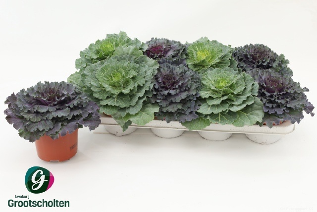 Brassica (SIERKOOL) 13P 15H