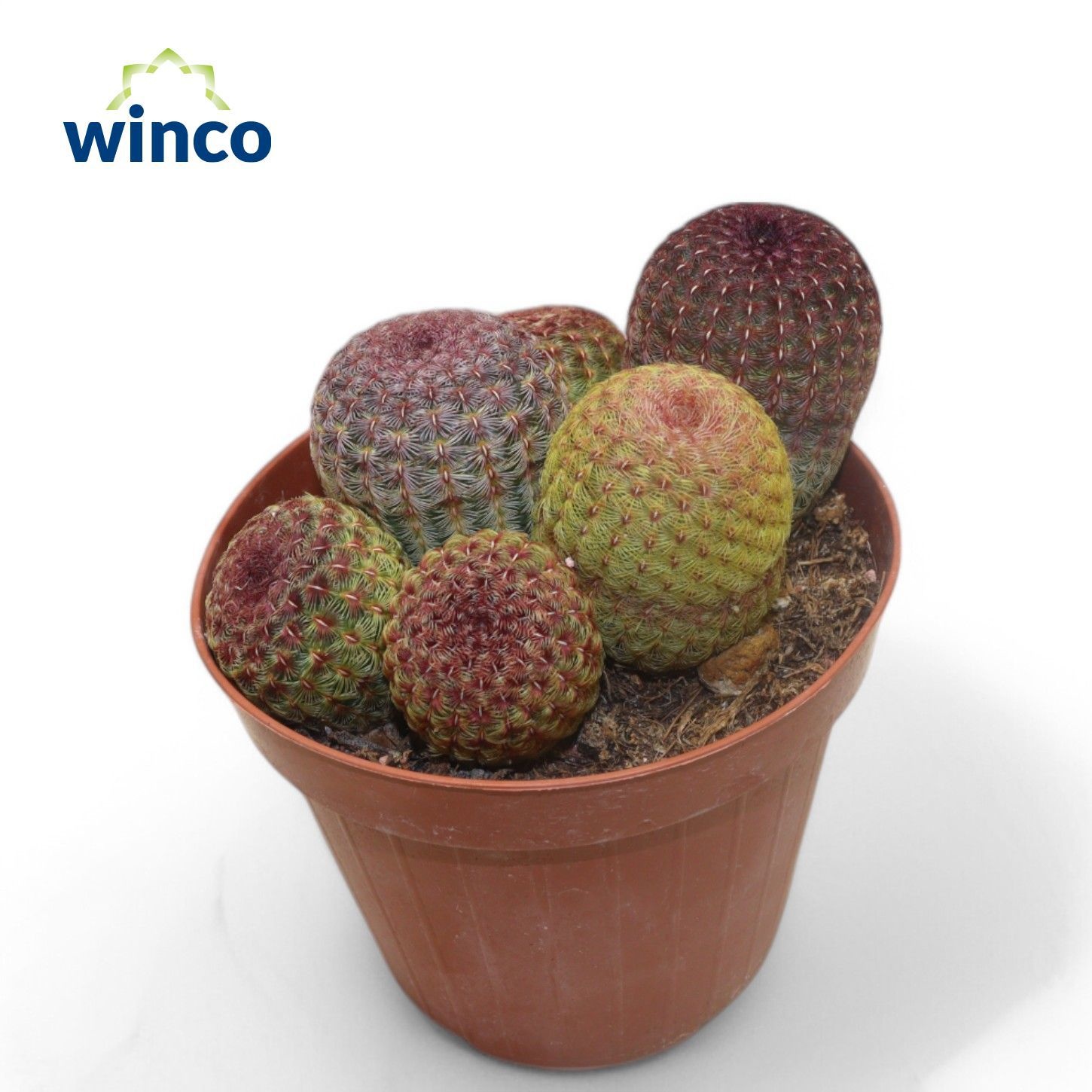 Echinoc Ov 12P 20H