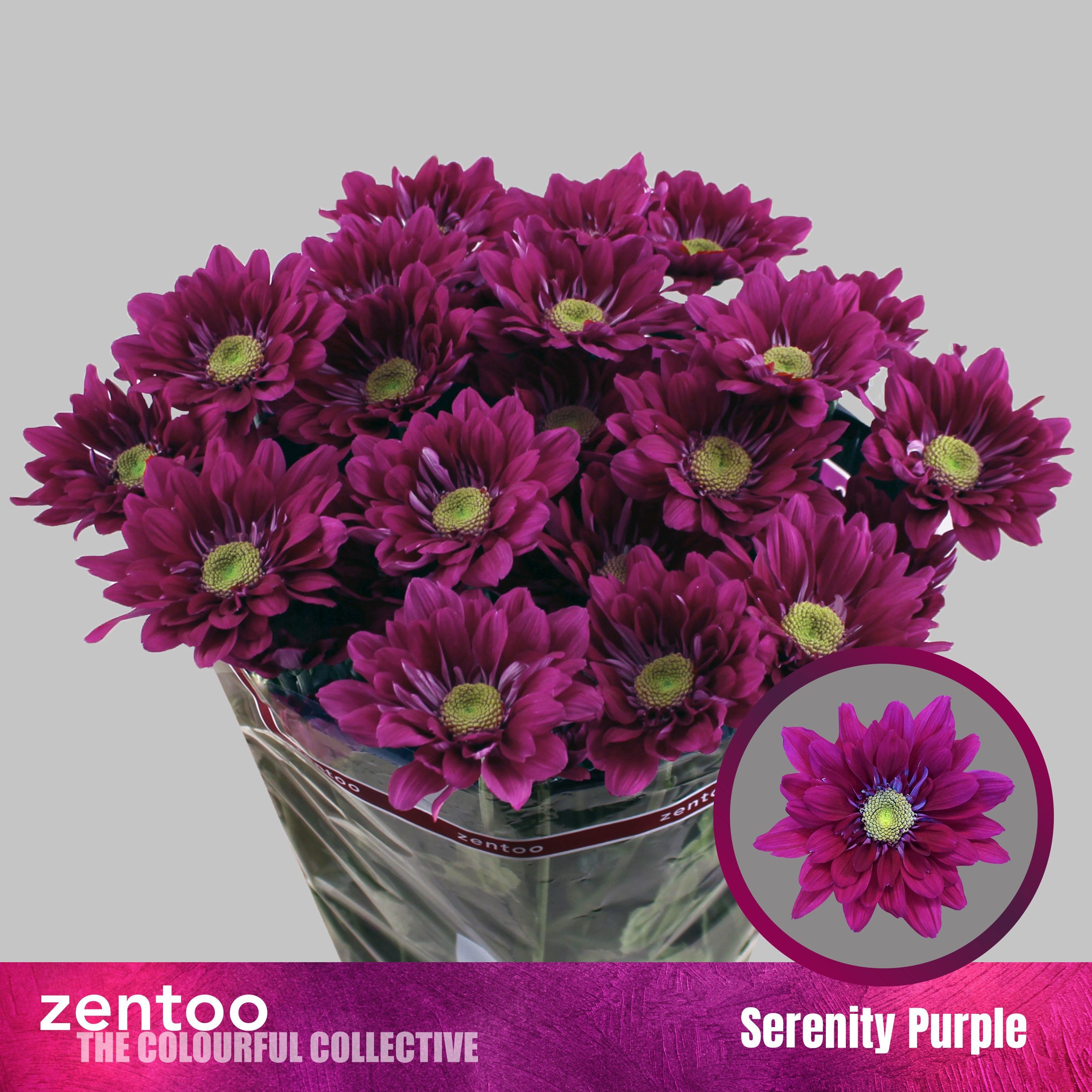 Chrys Spray Serenity Purple 75gram