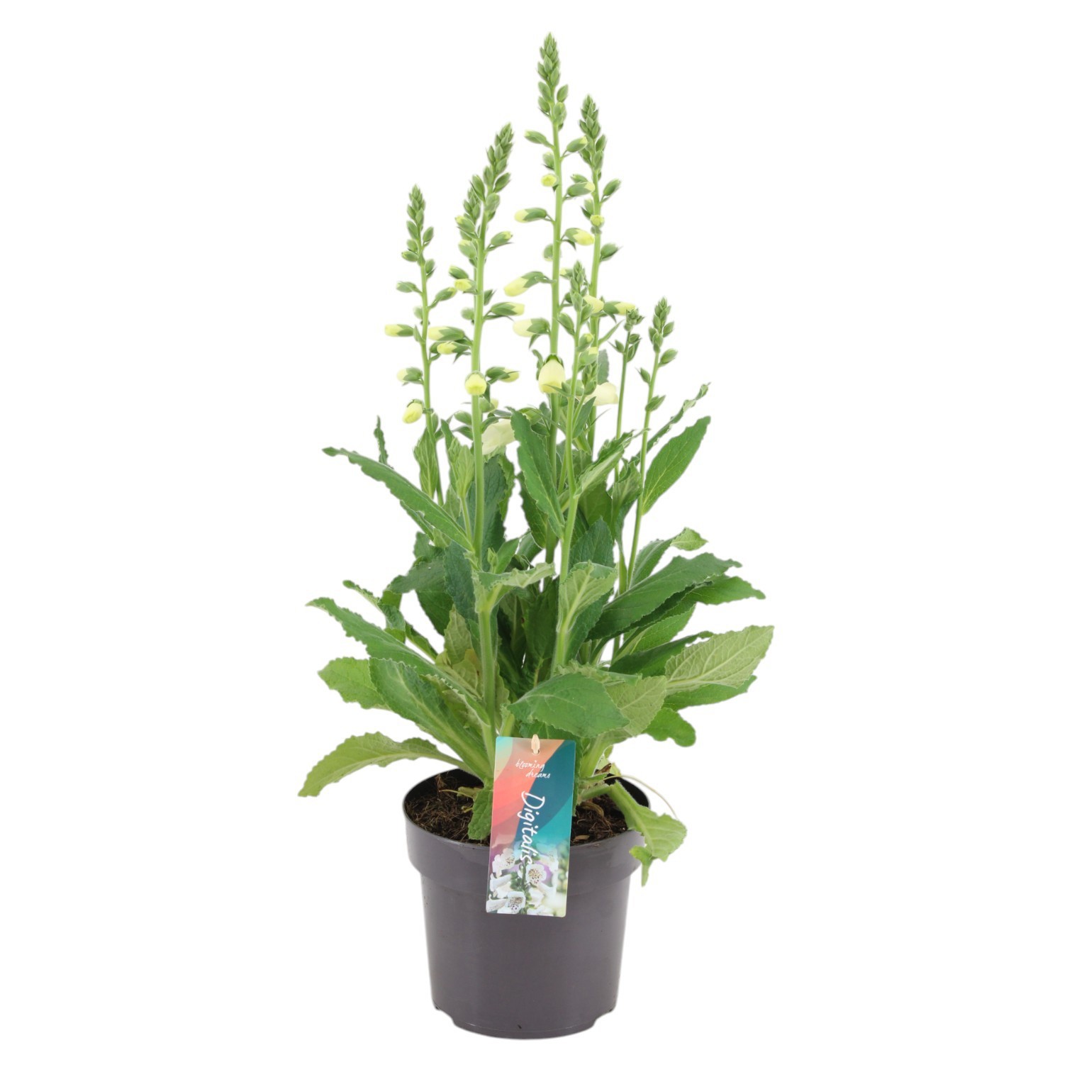 Digitalis Hanabee White (PT)
