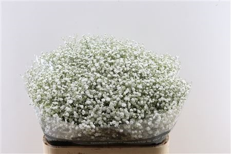 Gypsophila Cosmic 80cm 35gram
