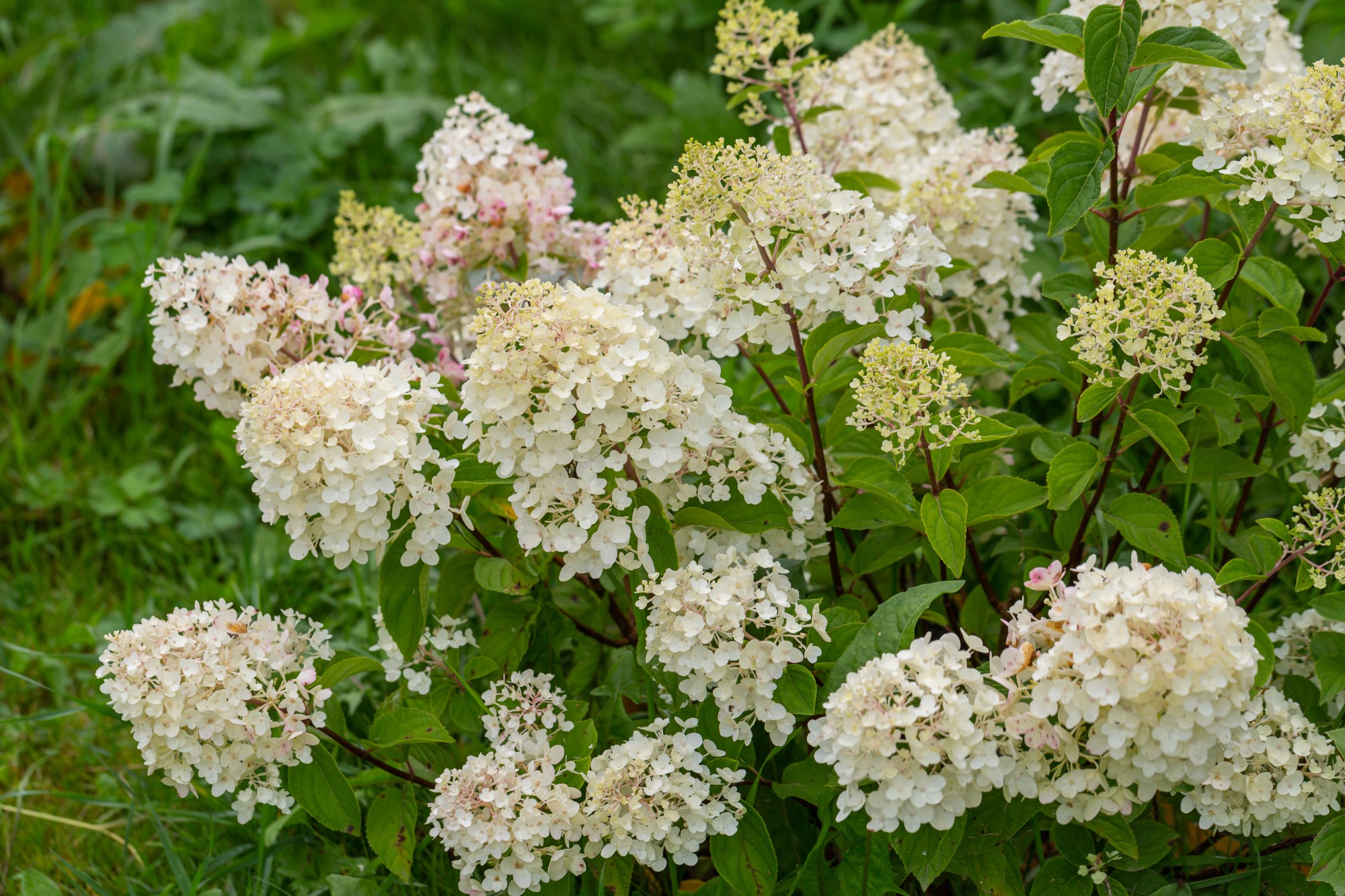 Picture of Hydrangea pan. Silver Dollar P19 (3 Ltr) (LOOSE)