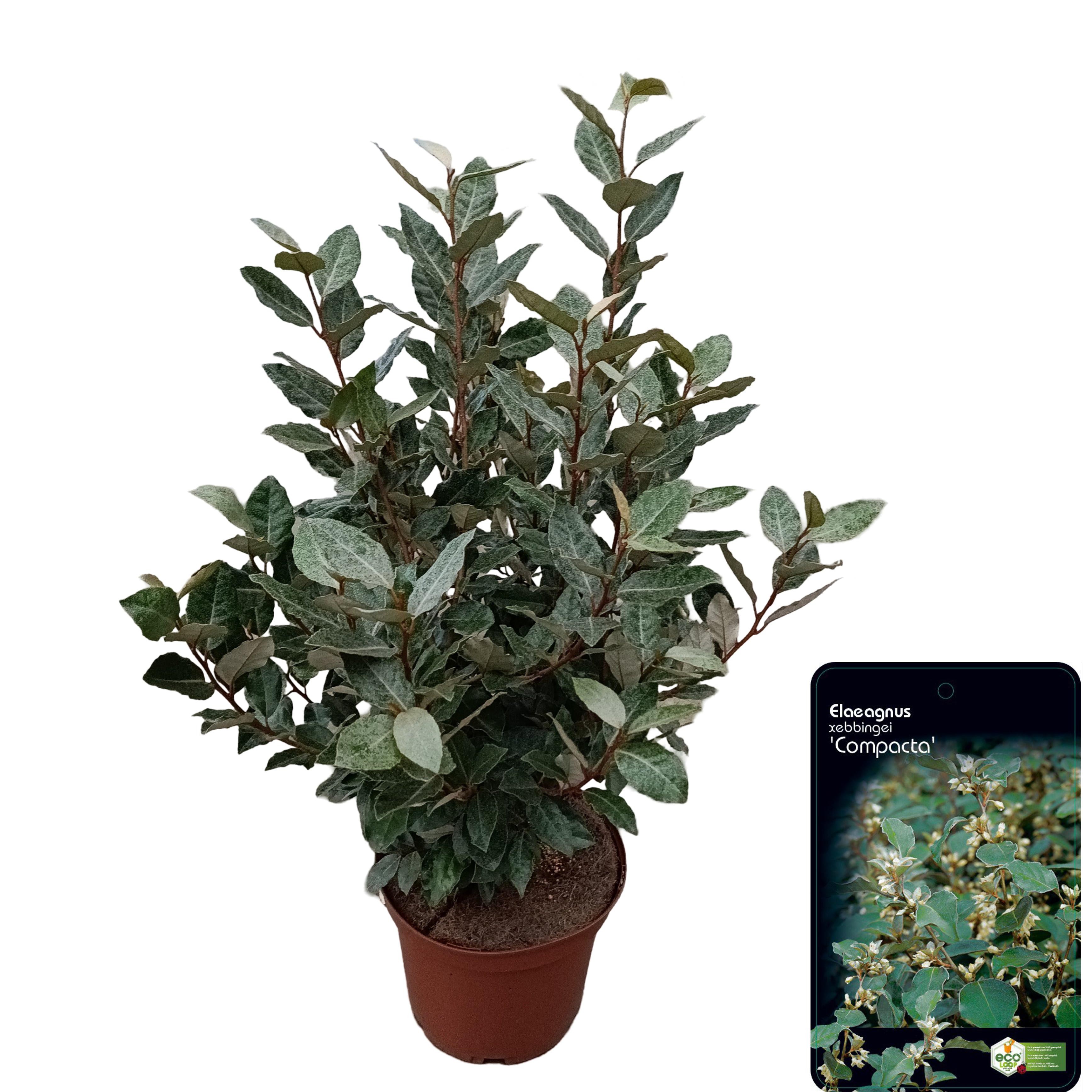 Picture of Elaeagnus ebbingei 'Compacta' C5