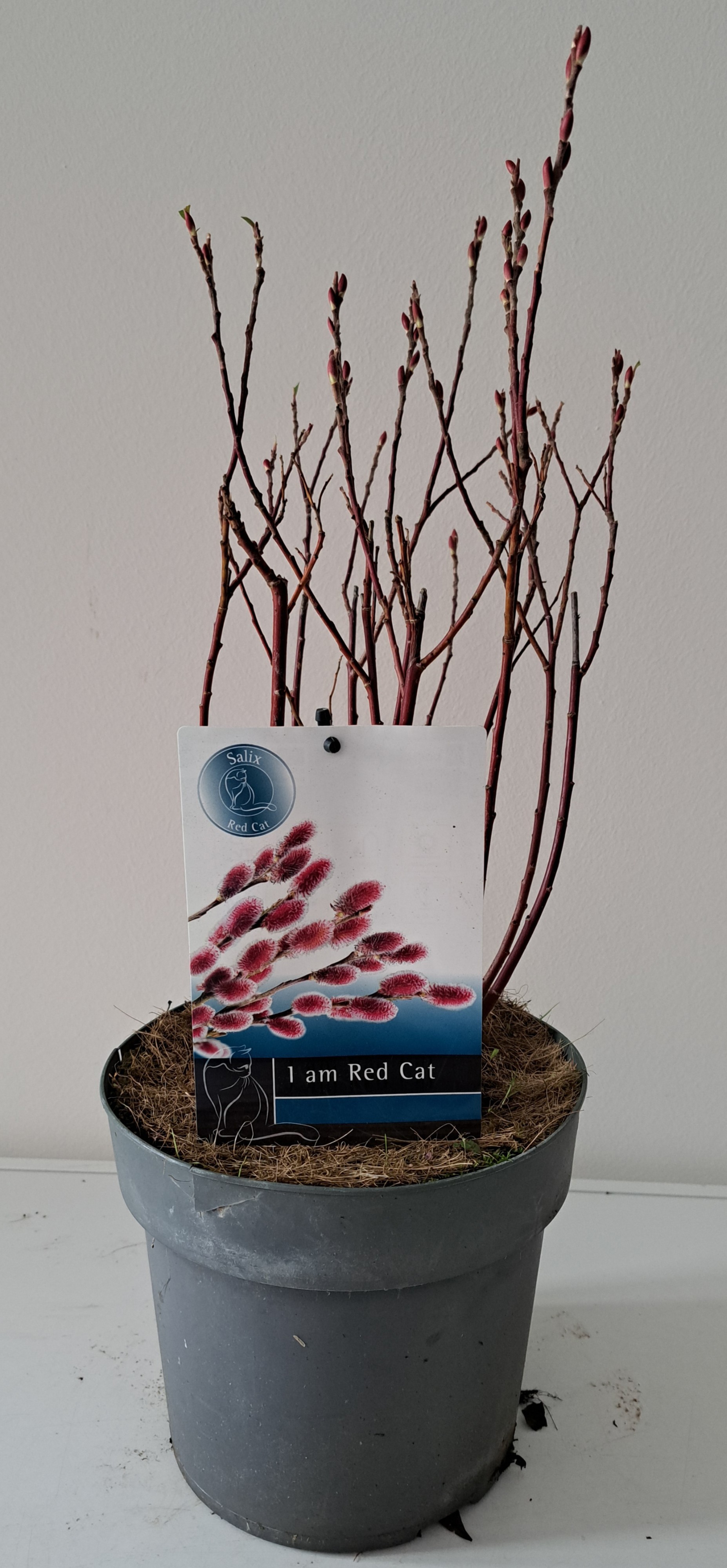 Picture of Salix Mount Aso bush p19