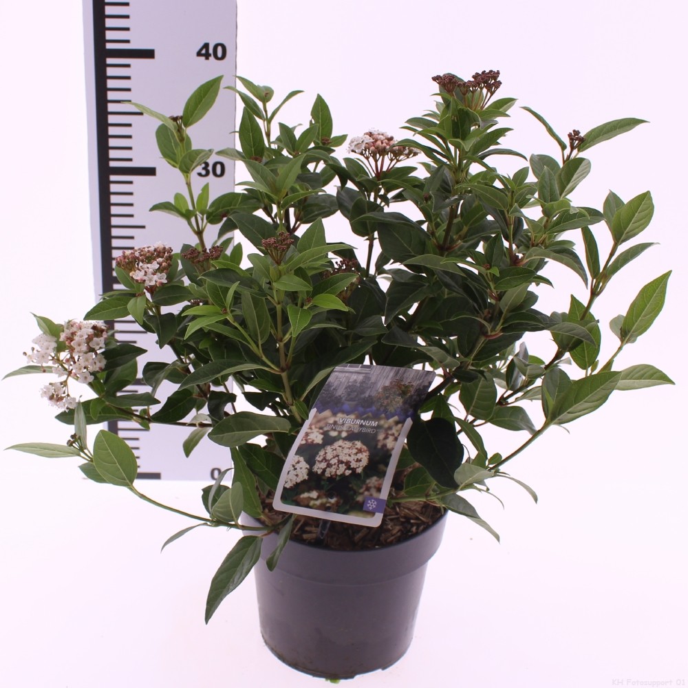 Picture of Viburnum tinus 'Ladybird' PBR