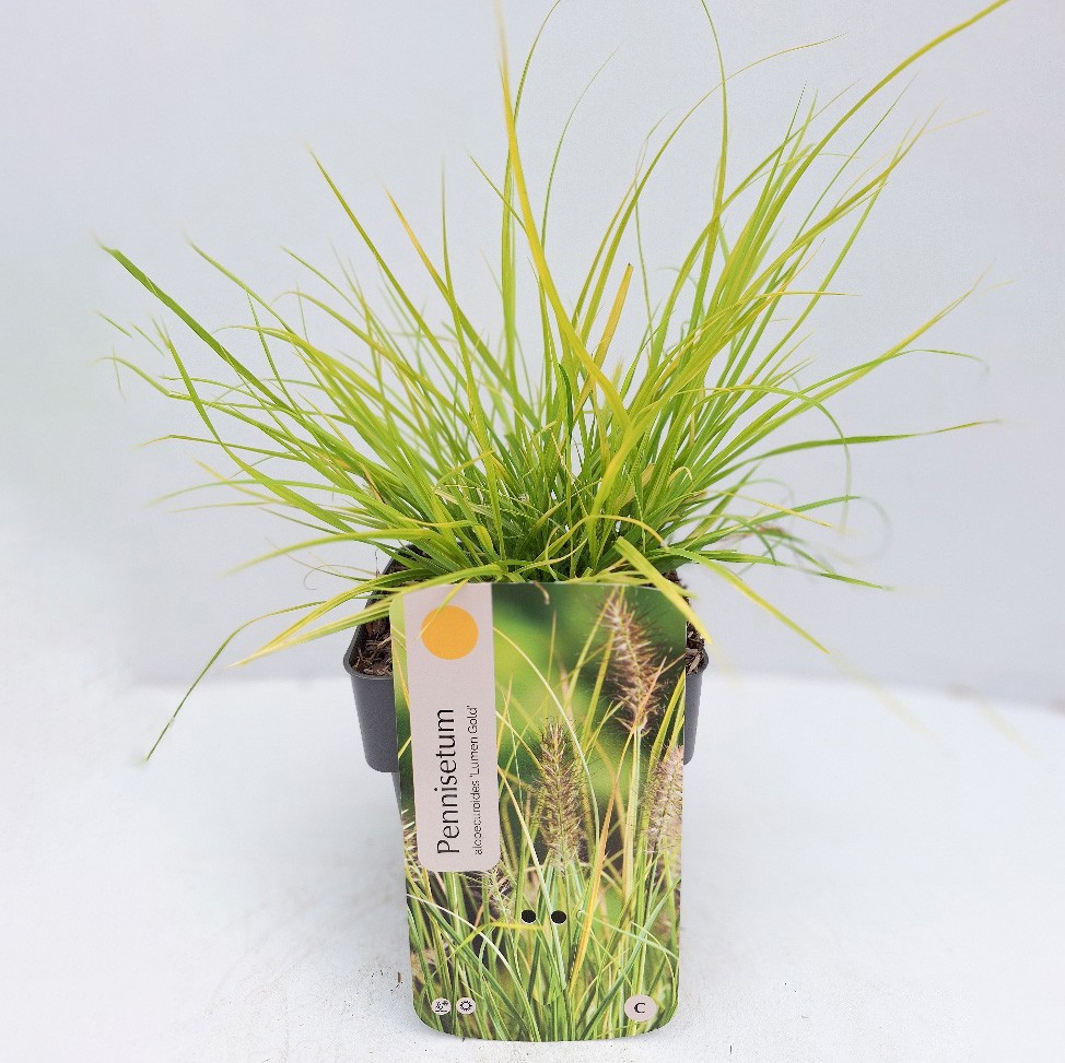 Pennisetum alopecuroides 'Lumen Gold' (Js Jommenik)