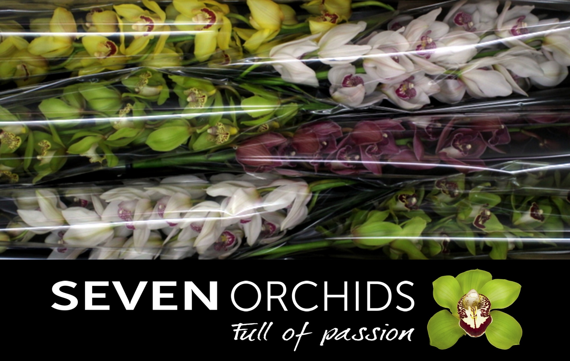 Cymbidium Asst 13bl