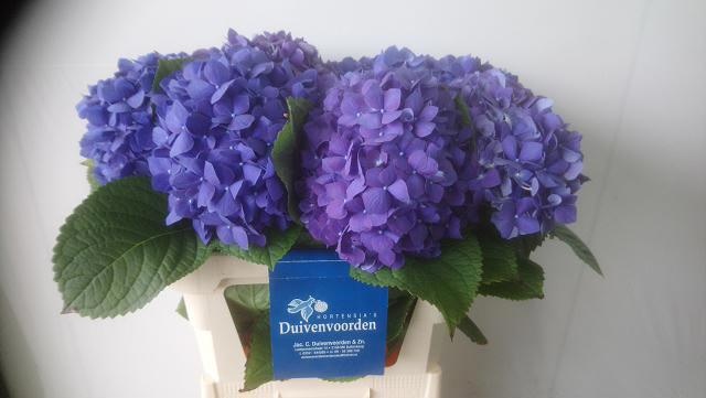 Hydrangea Pimpernel Dark Blue 80cm 20Ø