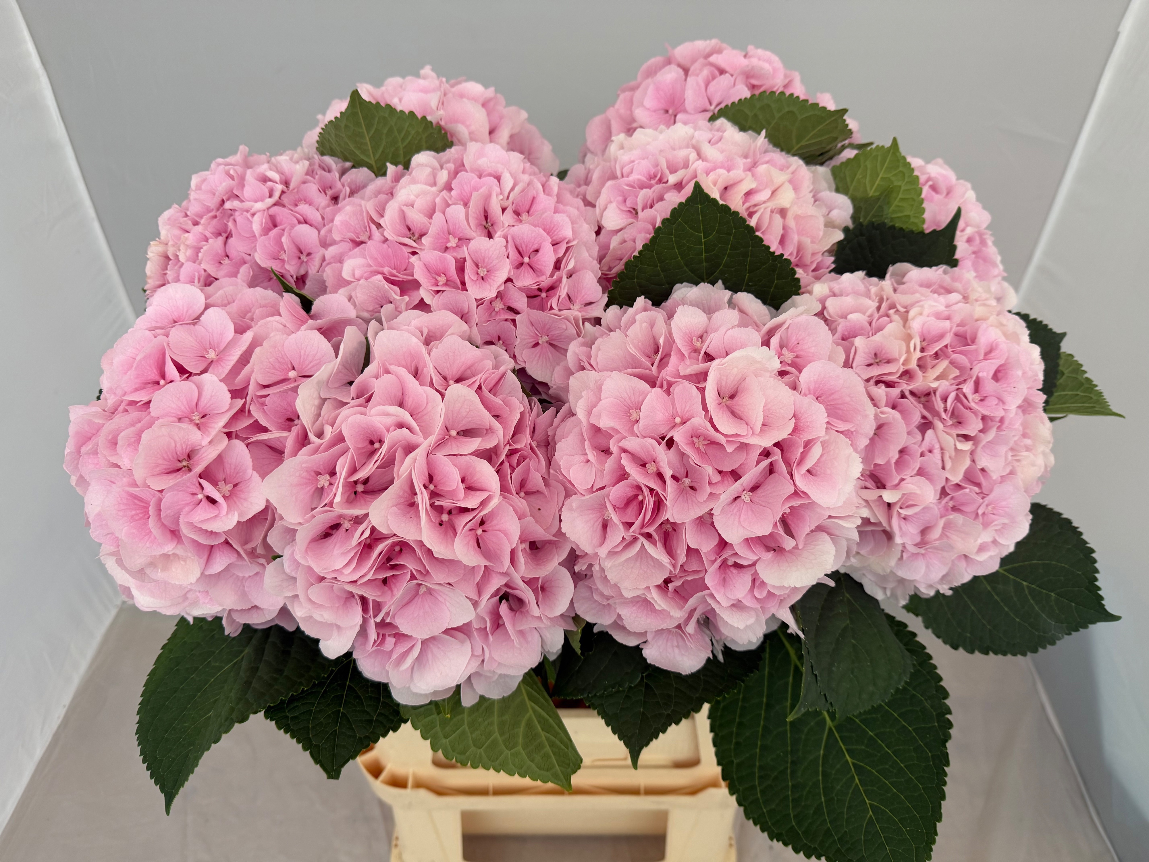 Hydrangea Verena Pink 80cm 22Ø