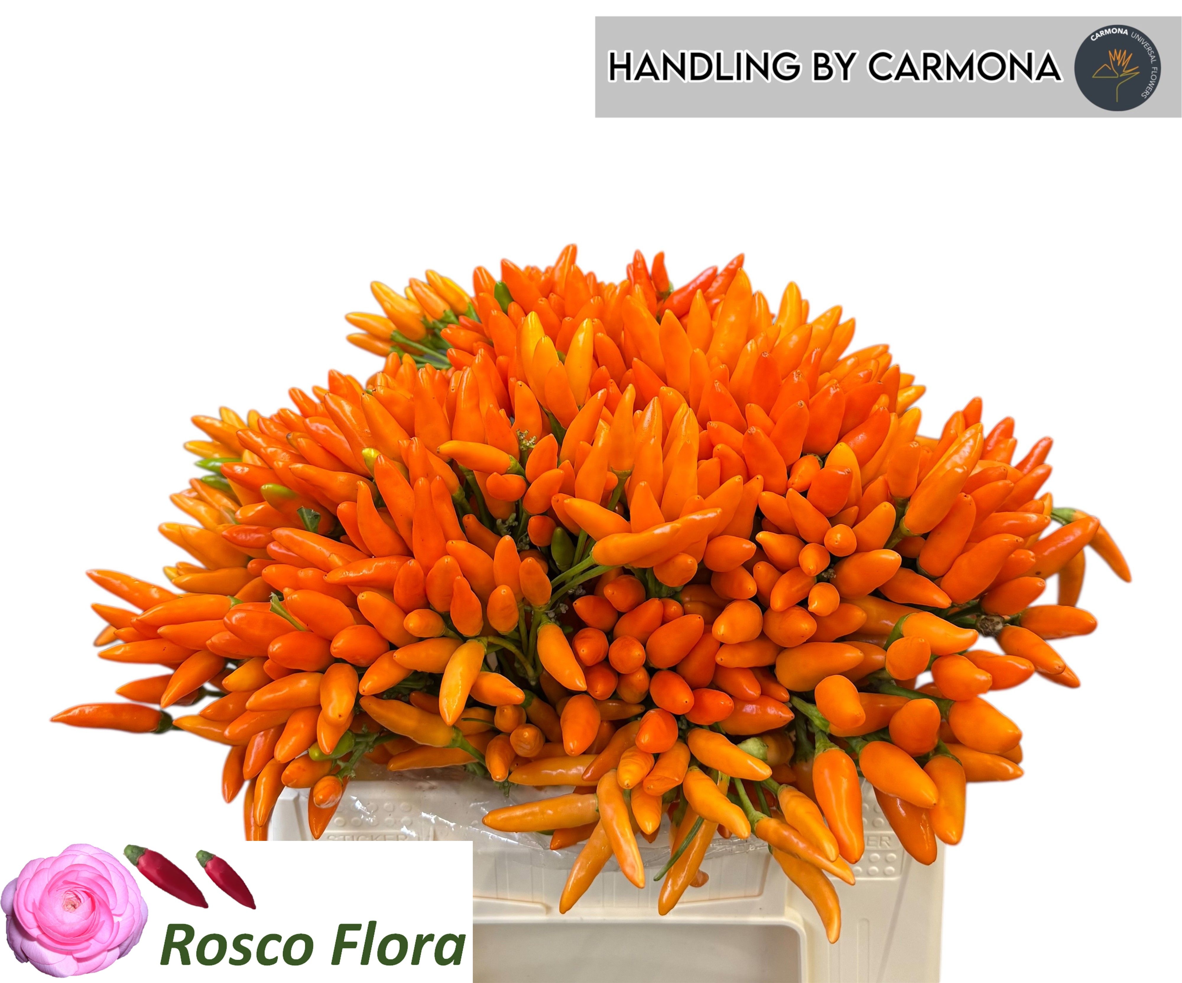 Cap Orange Fire