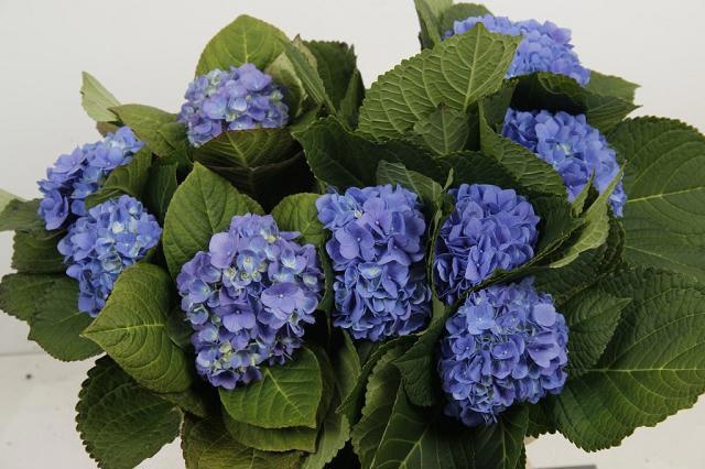 Hydrangea Hilde Blue 60cm 16Ø