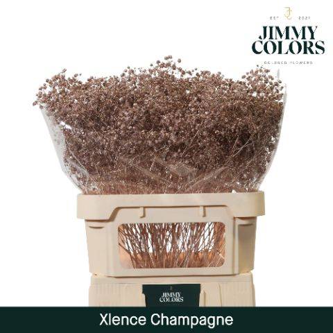 Gyps Xlence L80 Mtlc. Champagne
