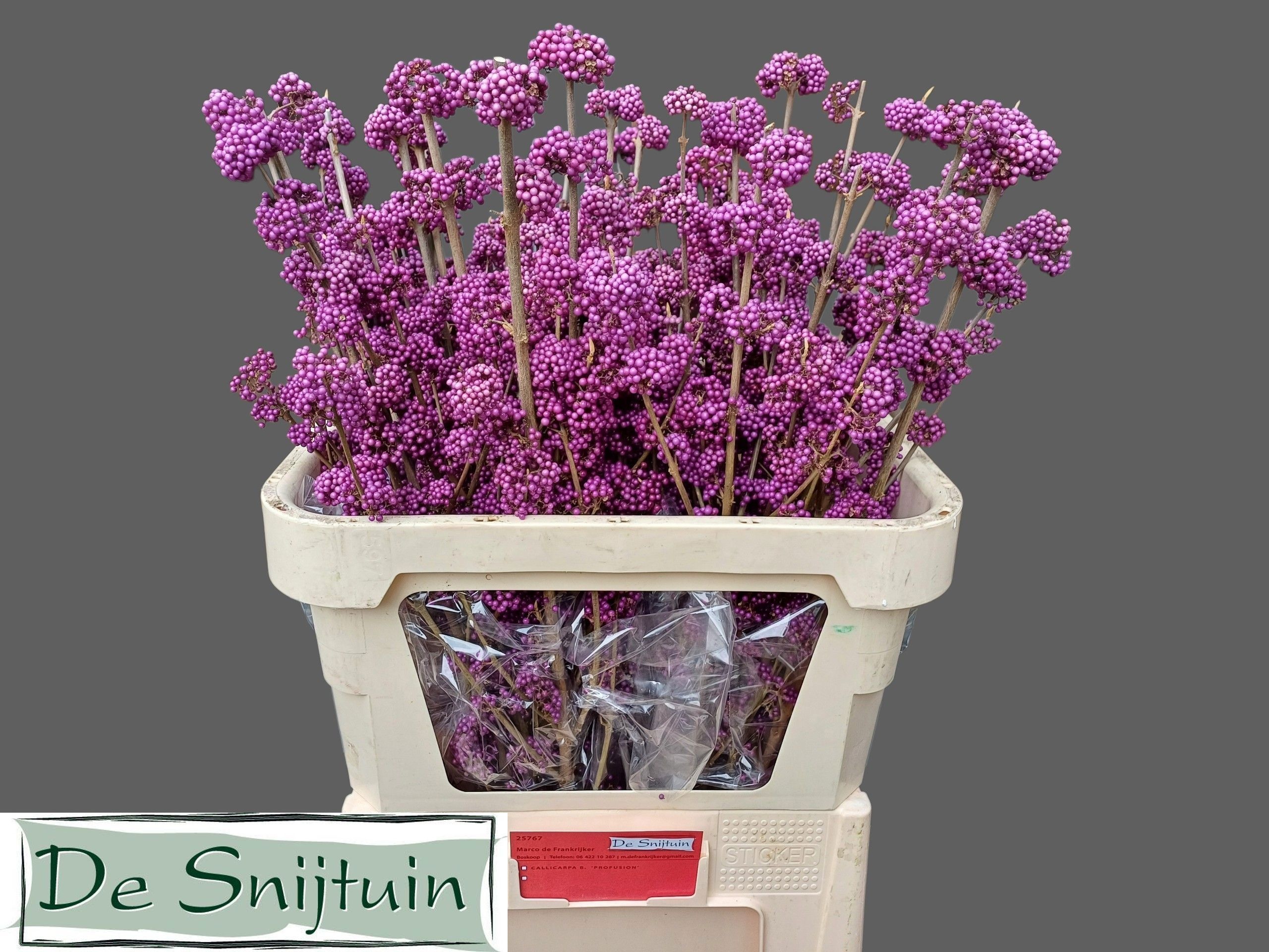 Callicarpa Bod Giraldi(imp) 80cm