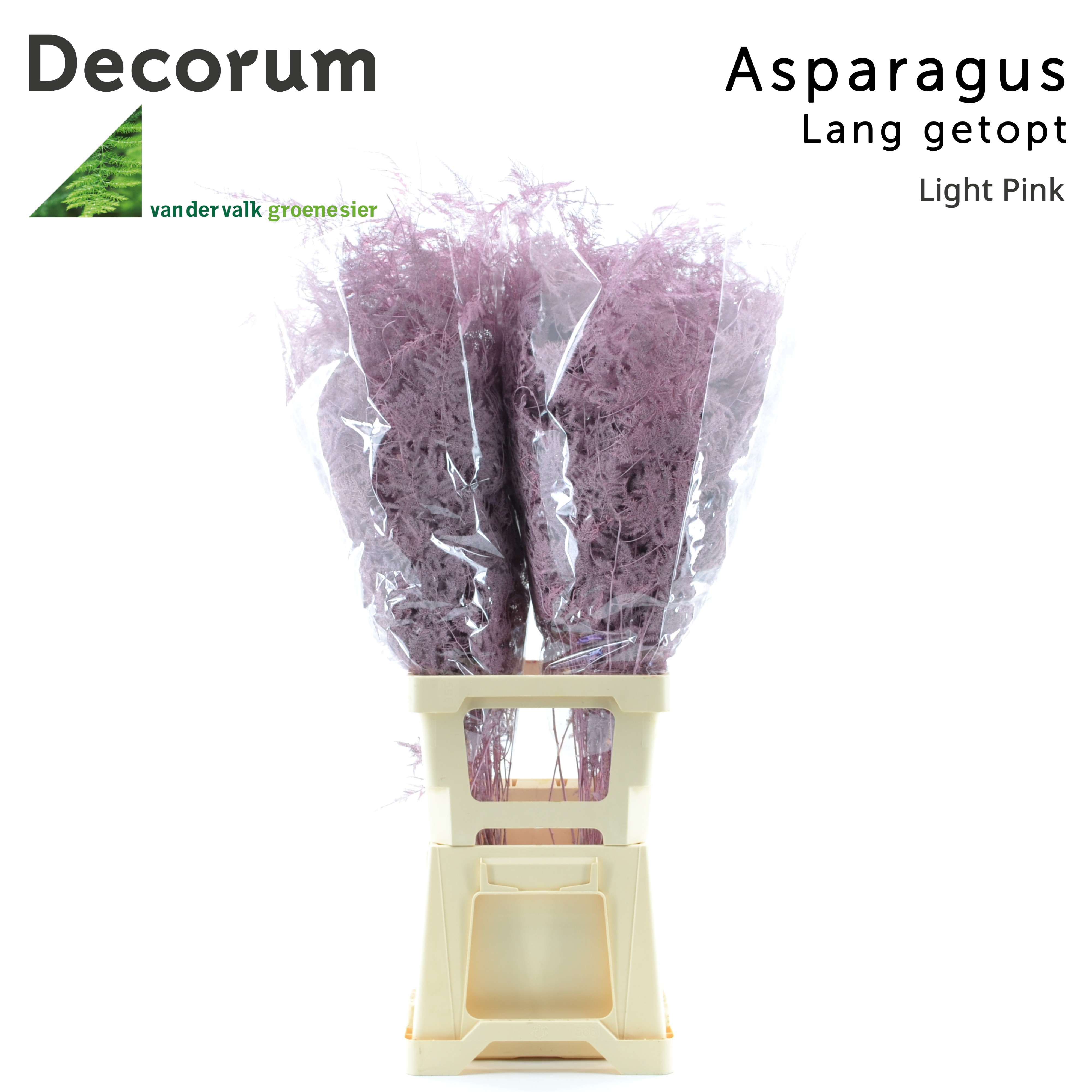 Asp Lang Getopt Light Pink