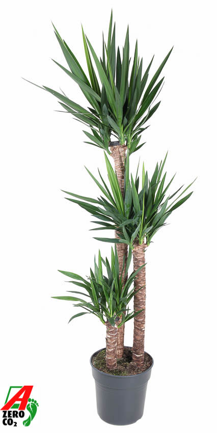 Picture of Yucca 120-90-45 P31 170cm (LOOSE)