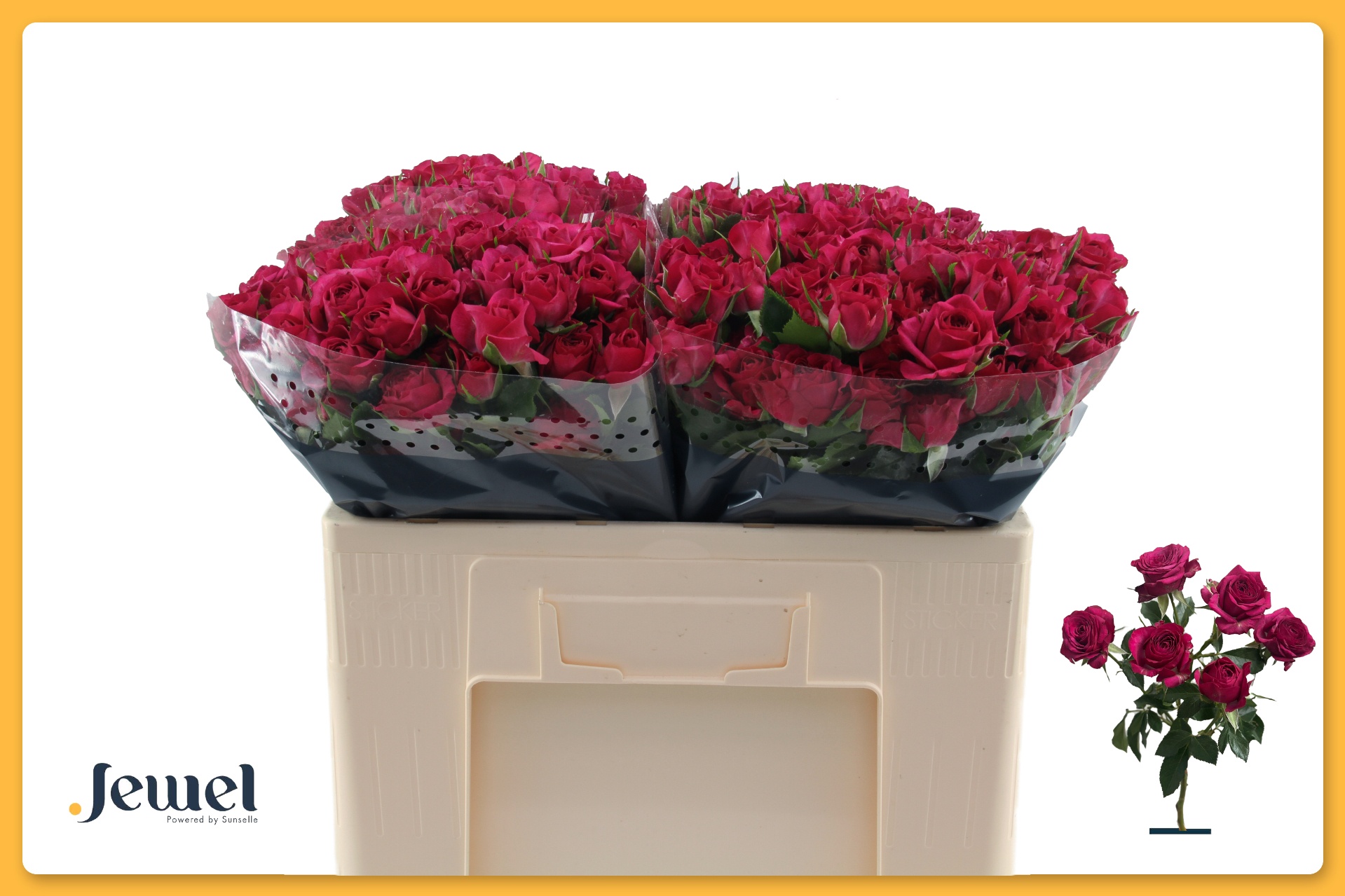 Rosa Spr Cheyenne 50cm