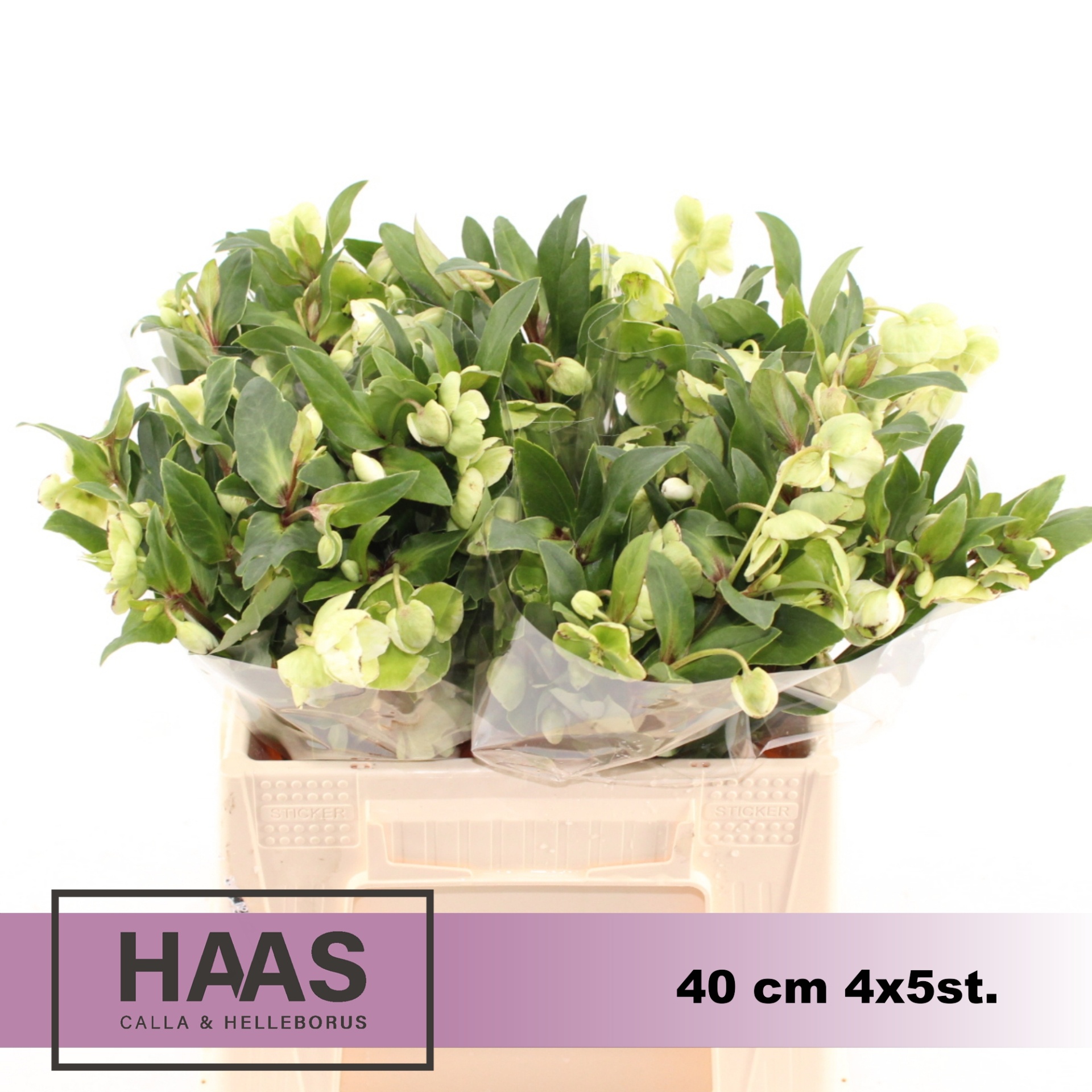 Helleborus Winterbells 40cm