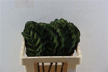 Calathea Lancifolia 50cm