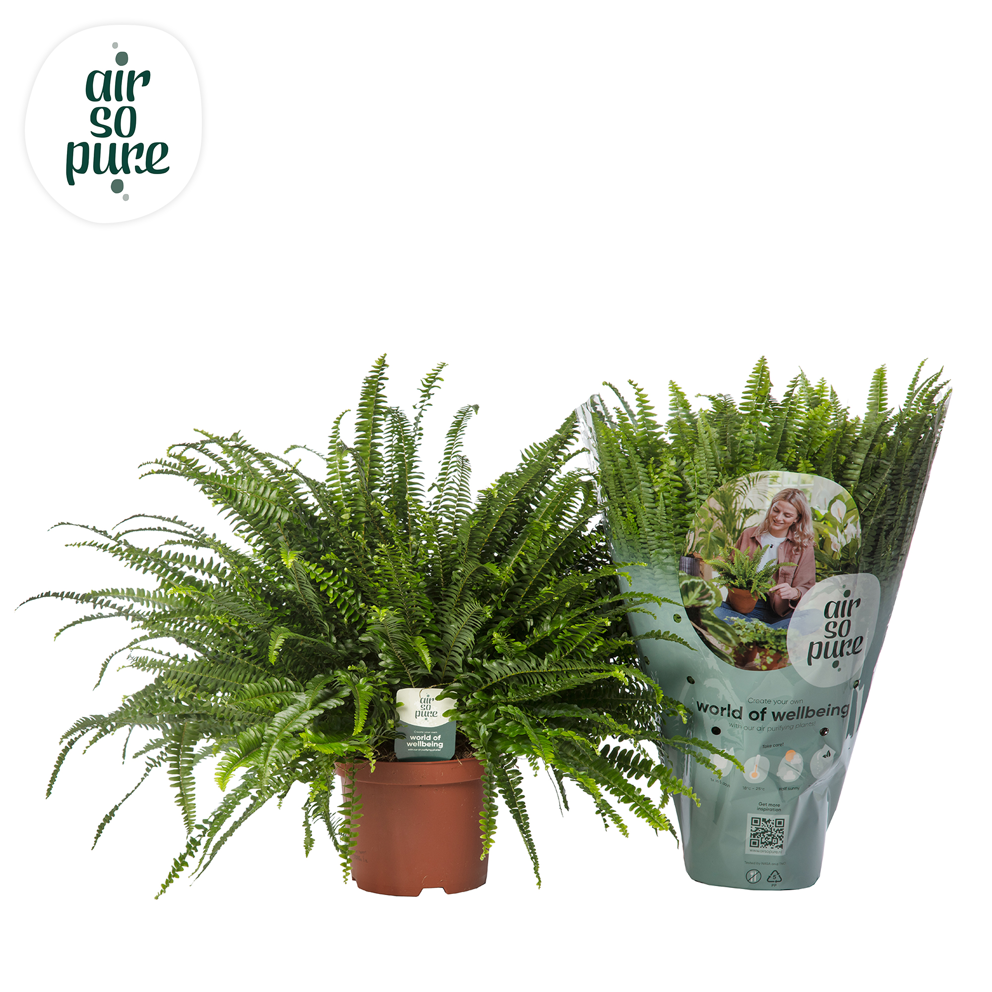 Picture of Nephrolepis Green Lady - Air So Pure P19 60CM