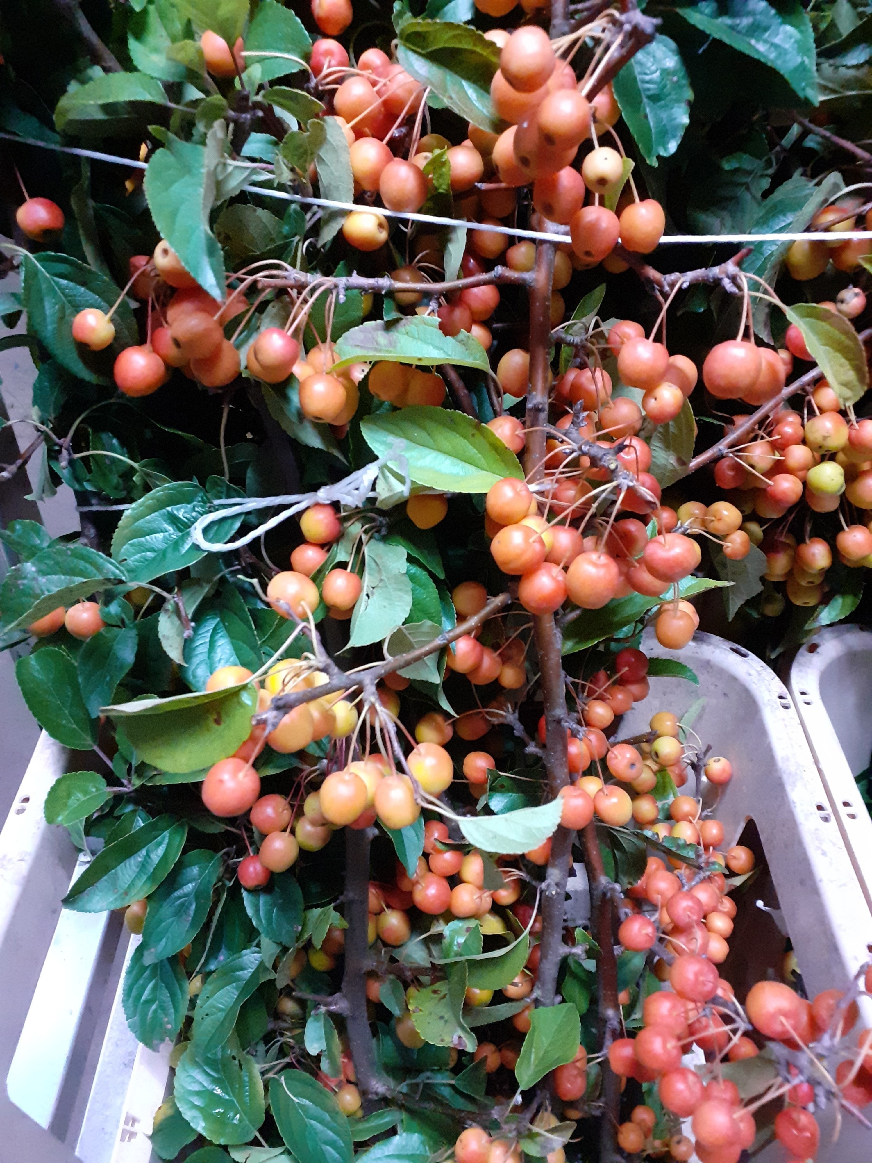 Malus Mag Orange Tak 80cm