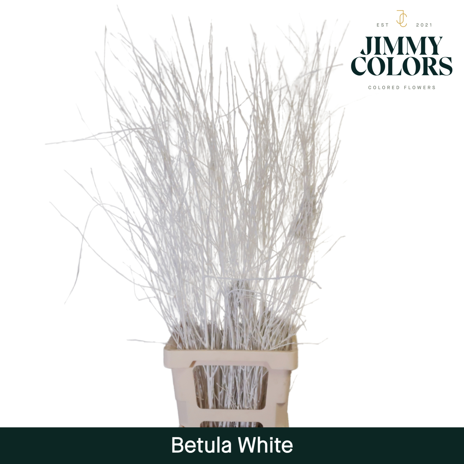 Betula L120 White