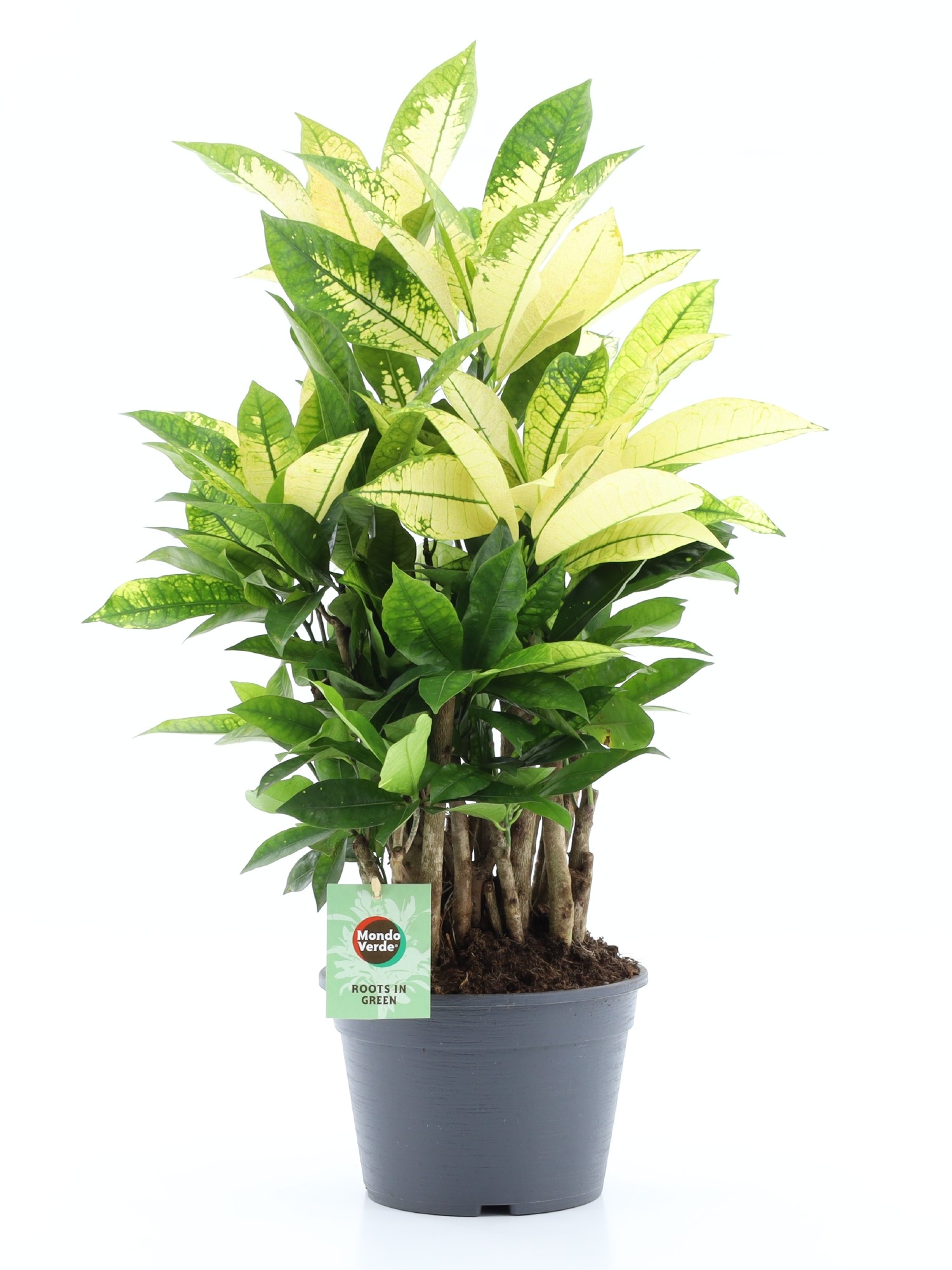 Picture of Codiaeum Brasilia branched P21 65CM (LOOSE)