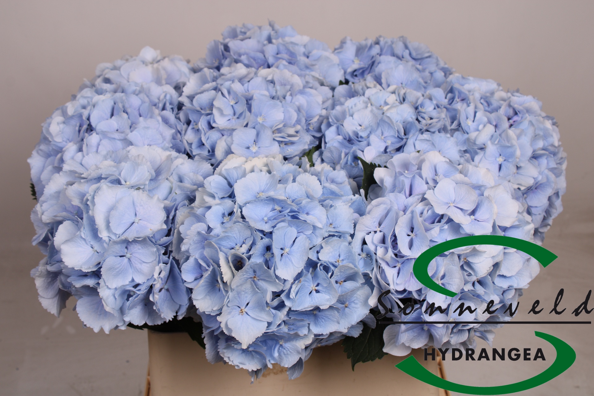 Hydr M Verena Bl
